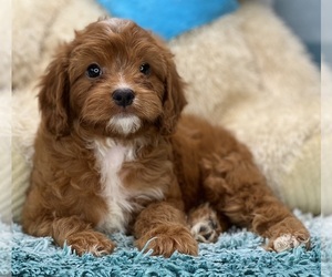 Cavapoo Puppy for Sale in LOUDONVILLE, Ohio USA