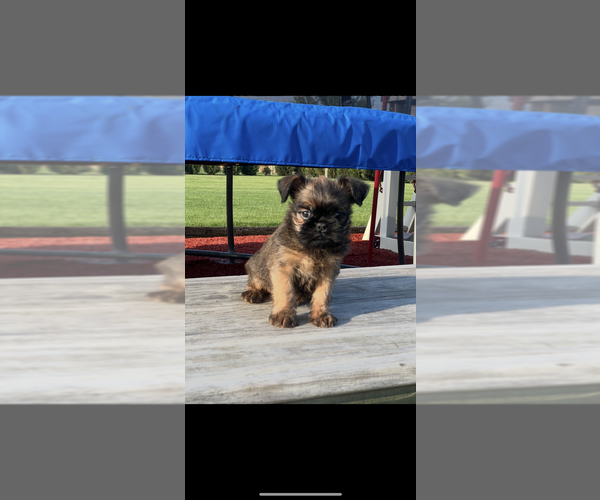 Medium Photo #1 Brussels Griffon Puppy For Sale in NILES, MI, USA