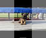 Image preview for Ad Listing. Nickname: AKC Levi