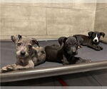 Small American Pit Bull Terrier-Labrador Retriever Mix