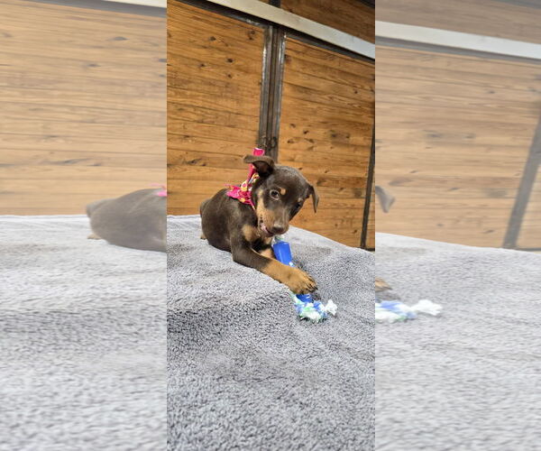 Medium Photo #4 Mutt Puppy For Sale in McKinney, TX, USA