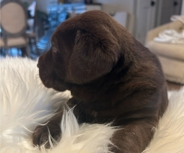 Medium Photo #2 Labrador Retriever Puppy For Sale in CHEHALIS, WA, USA