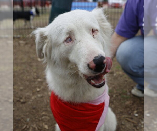 Medium Photo #1 Australian Shepherd-Unknown Mix Puppy For Sale in San Antonio, TX, USA