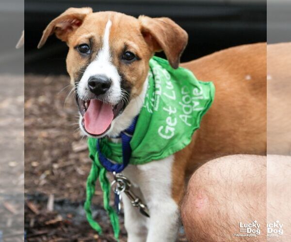 Medium Photo #3 Mutt Puppy For Sale in Washington, DC, USA