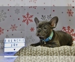 Small Photo #4 French Bulldog Puppy For Sale in ERIAL, NJ, USA