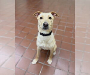 Dolly - Female Golden Labrador Dog for Adoption - Photo #6