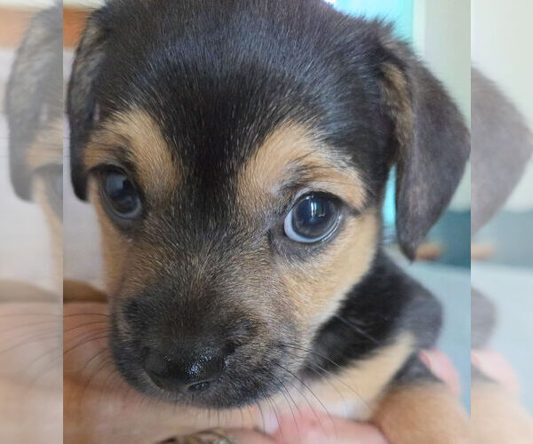 Medium Photo #1 Chihuahua-Unknown Mix Puppy For Sale in St. Augustine, FL, USA
