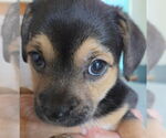 Small Chihuahua Mix