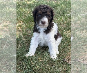 Poodle (Standard) Puppy for sale in LONGMONT, CO, USA
