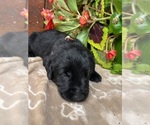 Small #1 Labrador Retriever