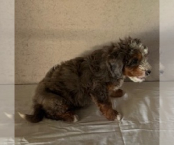 Medium Photo #3 Bernedoodle Puppy For Sale in FREDONIA, PA, USA