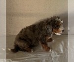 Small #2 Bernedoodle