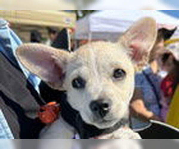 Medium Photo #4 Chihuahua-Unknown Mix Puppy For Sale in Fremont, CA, USA