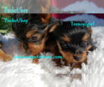 Small Photo #2 Yorkshire Terrier Puppy For Sale in ARLINGTON, TX, USA