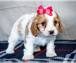 Puppy Zoey Cavapoo