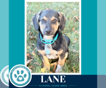Lane ( L Crew) 102426 - Male Labrador Retriever-Unknown Mix Dog for Adoption - Small photo