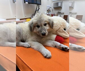 Great Pyrenees-Unknown Mix Dogs for adoption in Houston, TX, USA
