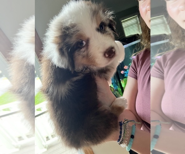 Medium Photo #2 Australian Shepherd Puppy For Sale in ROCHESTER, NH, USA