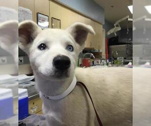 Siberian Husky-Unknown Mix Dogs for adoption in Riverside, CA, USA