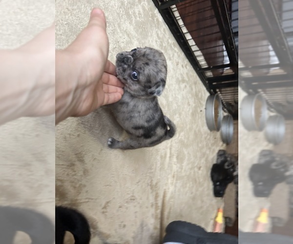 Medium Photo #8 Pug Puppy For Sale in BLOOMINGTON, IL, USA