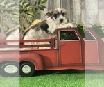 Small #2 Schnauzer (Miniature)