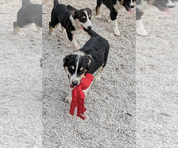 Medium Photo #2 Australian Shepherd Puppy For Sale in Brewster, NY, USA