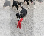 Small #1 Australian Shepherd