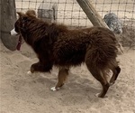 Small #15 Miniature Australian Shepherd