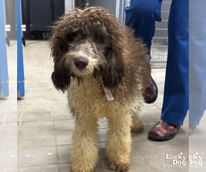 Mutt Dogs for adoption in Washington, DC, USA