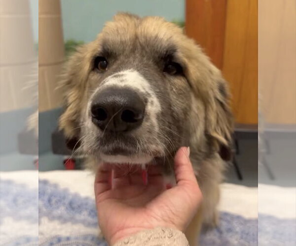 Medium Photo #7 Anatolian Shepherd-Unknown Mix Puppy For Sale in Houston, TX, USA