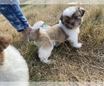 Small Photo #38 Shih Tzu Puppy For Sale in VENETA, OR, USA