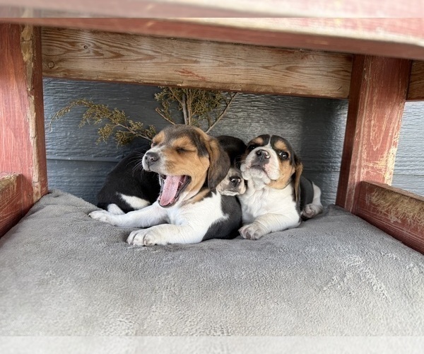 Medium Photo #7 Beagle Puppy For Sale in DURHAM, KS, USA