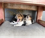 Small #6 Beagle