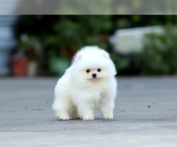 Medium Photo #3 Pomeranian Puppy For Sale in CINCINNATI, OH, USA