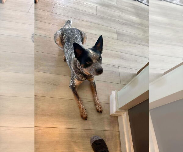 Medium Photo #2 Mutt Puppy For Sale in Westwood, NJ, USA