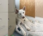 Small #2 white german shepherd Mix