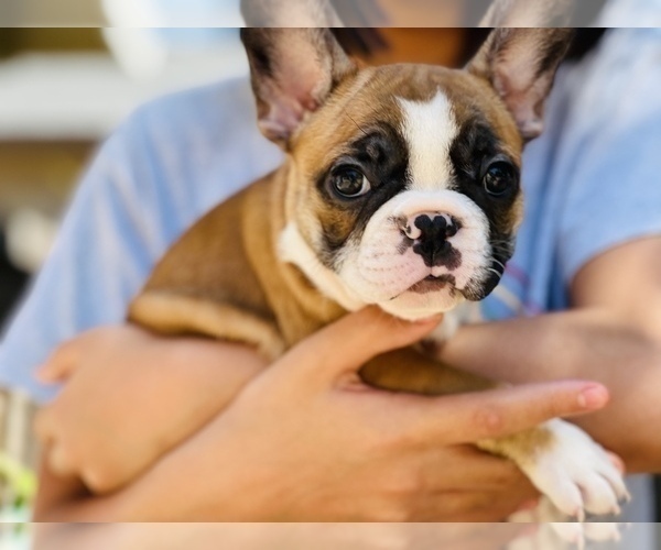 Medium Photo #11 French Bulldog Puppy For Sale in FREMONT, CA, USA