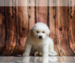 Small Photo #5 Great Pyrenees Puppy For Sale in POWDER SPRINGS, GA, USA