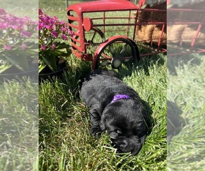 Labrador Retriever Puppy for sale in NEOLA, WV, USA