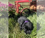Image preview for Ad Listing. Nickname: AKC black Lab