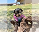 Small #14 Yorkshire Terrier