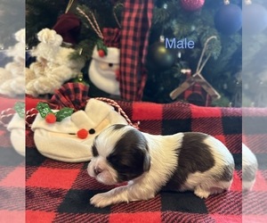 Shih Tzu Puppy for sale in WOODLEAF, NC, USA