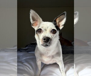 Biscuit - Female Chihuahua-Unknown Mix Dog for Adoption - Photo #12