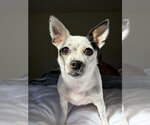 Small Photo #12 Chihuahua-Unknown Mix Puppy For Sale in San Francisco, CA, USA