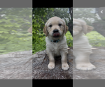 Small Photo #4 Golden Retriever Puppy For Sale in SAN MARCOS, TX, USA
