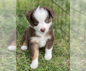 Miniature Australian Shepherd Puppy for sale in INDIANOLA, IA, USA