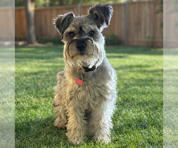 Medium Photo #2 - Mix Puppy For Sale in Phoenix, AZ, USA