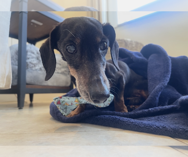 Medium Photo #3 Dachshund Puppy For Sale in Weston, FL, USA