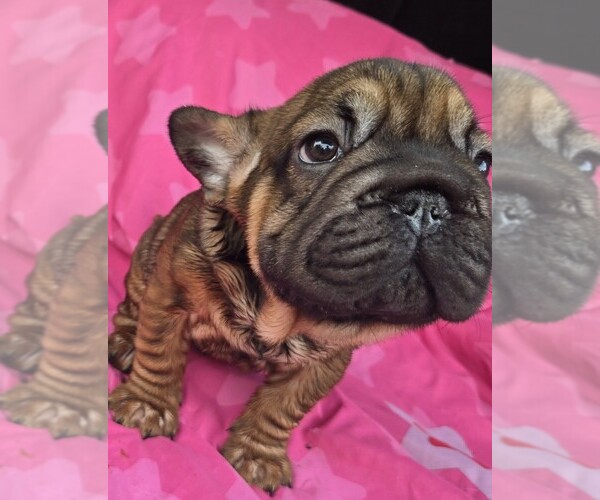 Medium Photo #2 French Bulldog Puppy For Sale in AKRON, OH, USA