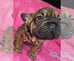 Small #1 French Bulldog